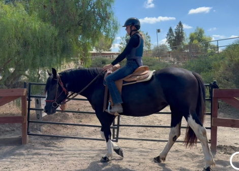 HorseID: 2302192 Belle - PhotoID: 1084284