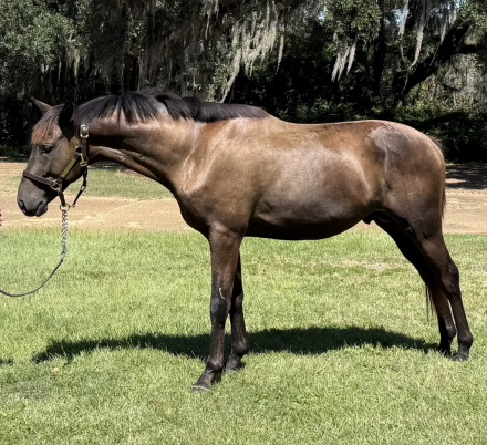 HorseID: 2302198 2023 Tana High Point Champion 2-Year Trakehner - PhotoID: 1084302