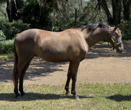 HorseID: 2302198 2023 Tana High Point Champion 2-Year Trakehner - PhotoID: 1084303