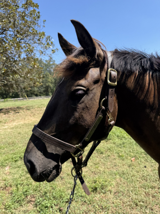 HorseID: 2302198 2023 Tana High Point Champion 2-Year Trakehner - PhotoID: 1084304
