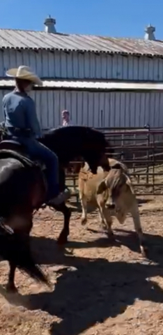 HorseID: 2302201 CBR Hearbreaker - PhotoID: 1084343