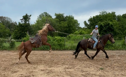 HorseID: 2302201 CBR Hearbreaker - PhotoID: 1084344