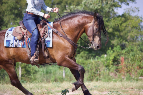 HorseID: 2302201 CBR Hearbreaker - PhotoID: 1084345