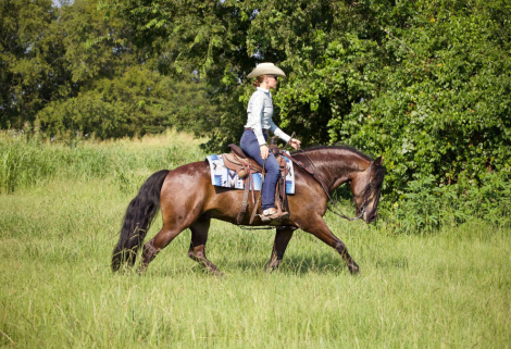 HorseID: 2302201 CBR Hearbreaker - PhotoID: 1084347