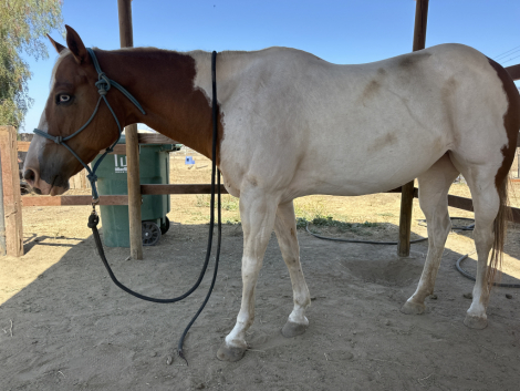 HorseID: 2302204 Dakota - PhotoID: 1084351