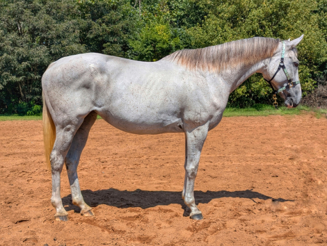 HorseID: 2302206 Carved - PhotoID: 1084352