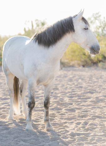 HorseID: 2302207 Road Less Traveled - PhotoID: 1084353