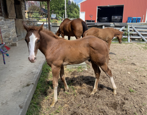 HorseID: 2302209 Duke - PhotoID: 1084354