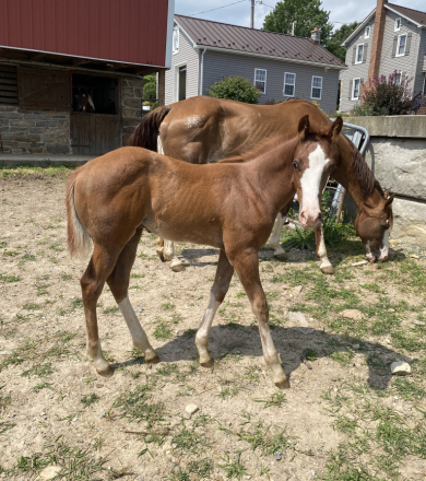 HorseID: 2302209 Duke - PhotoID: 1084355