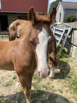 HorseID: 2302209 Duke - PhotoID: 1084356