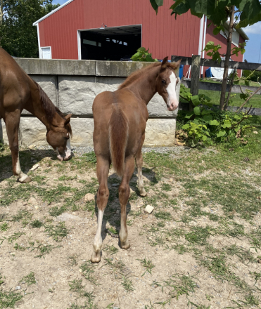 HorseID: 2302209 Duke - PhotoID: 1084357