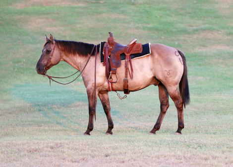 HorseID: 2302211 Smokey - PhotoID: 1084365