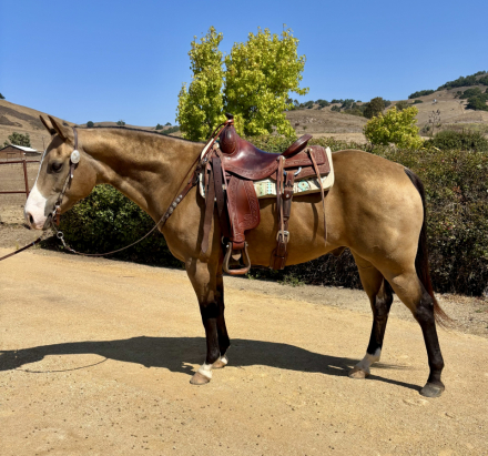 HorseID: 2302212 RS Dunnitinicongold - PhotoID: 1084363