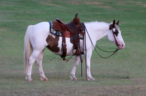 HorseID: 2302213 Miss Patty Cake - PhotoID: 1084364