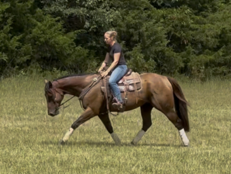 HorseID: 2302220 Hay Sport - PhotoID: 1084397