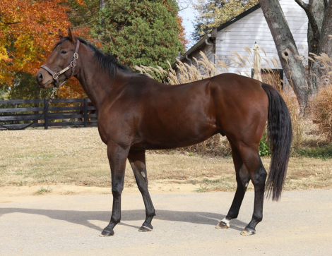 HorseID: 2302220 Hay Sport - PhotoID: 1084398