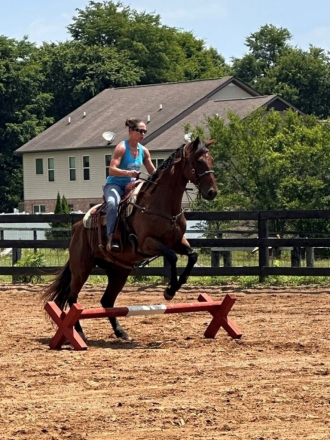 HorseID: 2302220 Hay Sport - PhotoID: 1084402