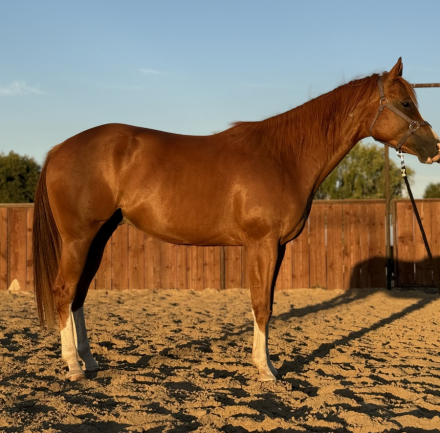 HorseID: 2302221 Thank Me Later - PhotoID: 1084369