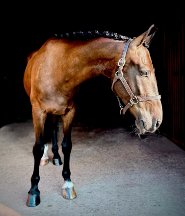 HorseID: 2302226 WAF BlackTie Affair - PhotoID: 1084374