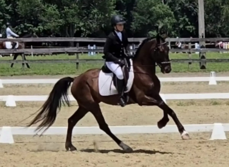 HorseID: 2302226 WAF BlackTie Affair - PhotoID: 1084375