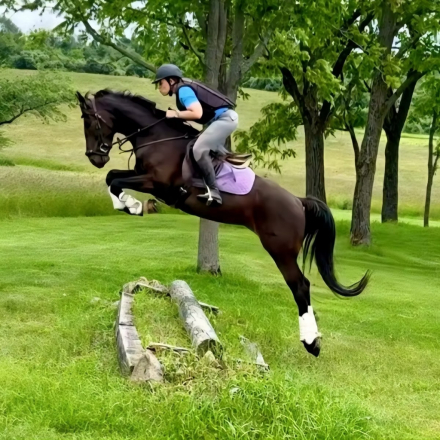 HorseID: 2302226 WAF BlackTie Affair - PhotoID: 1084377