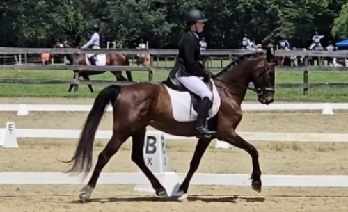 HorseID: 2302226 WAF BlackTie Affair - PhotoID: 1084378