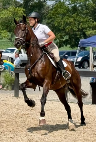 HorseID: 2302226 WAF BlackTie Affair - PhotoID: 1084379