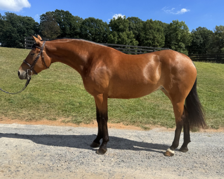 HorseID: 2302230 Jewel - PhotoID: 1084380