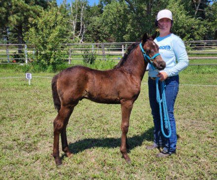 HorseID: 2302231 Prairie Hill Excalibur - PhotoID: 1084391