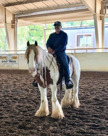 HorseID: 2302232 Feathered Gold Ruari - PhotoID: 1084381