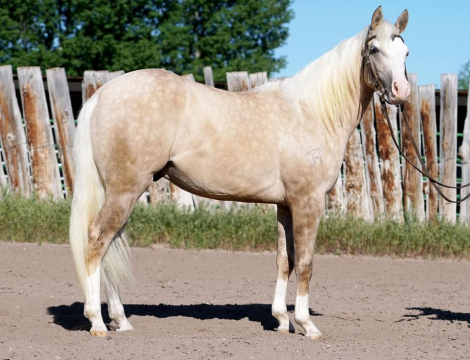 HorseID: 2302237 Hickory N Hollywood - PhotoID: 1085283