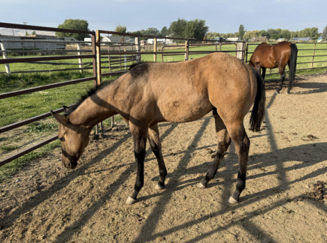 HorseID: 2302239 Sweet Rock Tyree x Docs Poco Dell Chex - PhotoID: 1084387