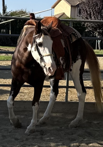 HorseID: 2302241 Bobo - PhotoID: 1084386