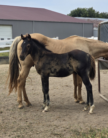 HorseID: 2302243 Dunnits Smokin Gun - PhotoID: 1084389