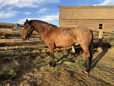 HorseID: 2302246 Ranger - PhotoID: 1084392