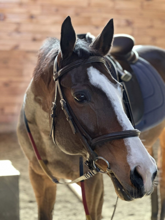 HorseID: 2302248 Face it Darlin - PhotoID: 1084393