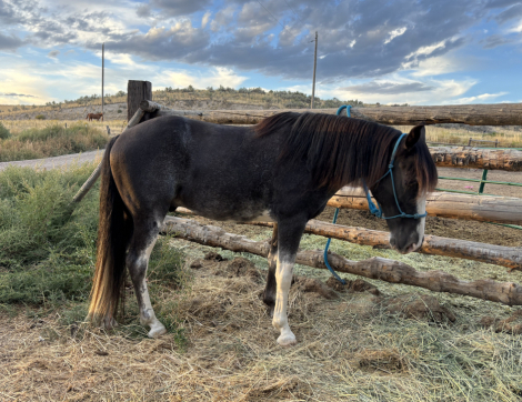 HorseID: 2302249 Bobby Socks - PhotoID: 1084394