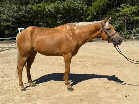 HorseID: 2302253 Mr. Sunshine - PhotoID: 1084403