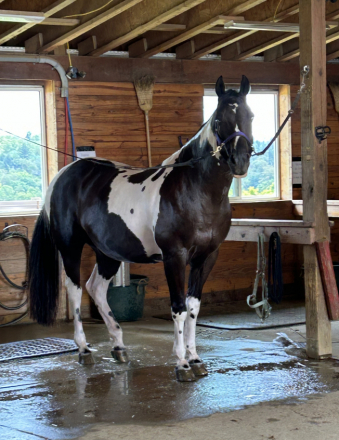 HorseID: 2302254 Lucas - PhotoID: 1084404