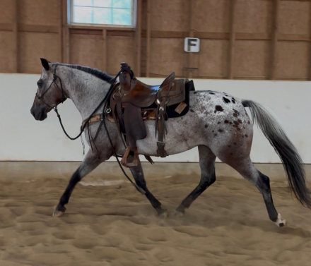 HorseID: 2302256 Honovi - PhotoID: 1084405