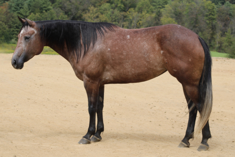 HorseID: 2302269 Rayne - PhotoID: 1084414