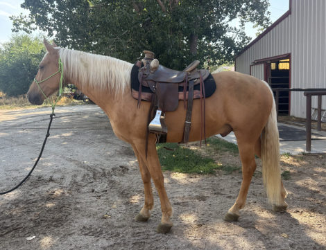 HorseID: 2302271 Cheyenne’s Mr. Gus - PhotoID: 1084419