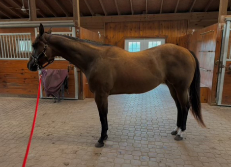 HorseID: 2302274 A Beautiful Coos - PhotoID: 1084420