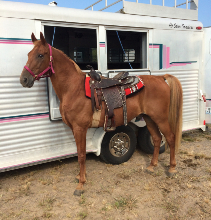 HorseID: 2302276 Royal Matador Tennessee Walking Horse - PhotoID: 1084422