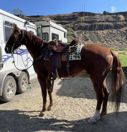 HorseID: 2302277 My Last Hurrah - PhotoID: 1084423