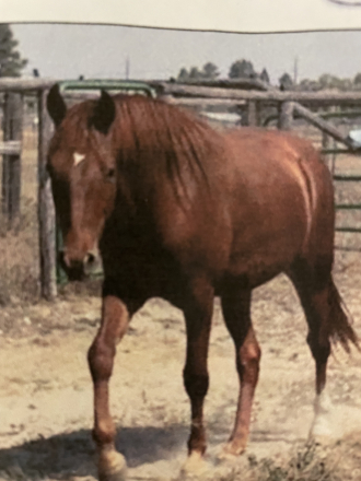 HorseID: 2302277 My Last Hurrah - PhotoID: 1084424