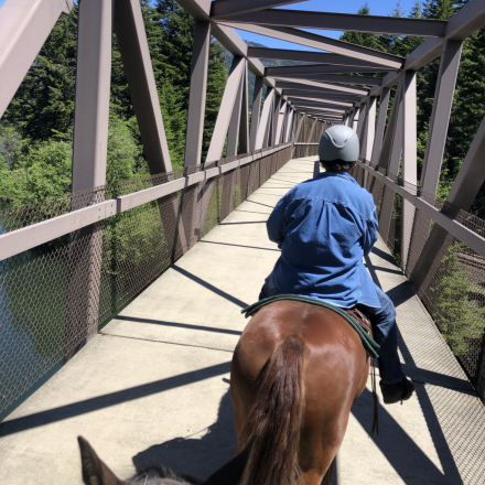 HorseID: 2302277 My Last Hurrah - PhotoID: 1084425