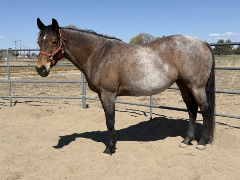 HorseID: 2302283 IMALLWRAPPEDUP - PhotoID: 1084427