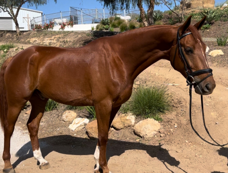 HorseID: 2302286 Pendleton - PhotoID: 1084428