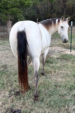 HorseID: 2302292 CS Sweet Joy AQHA - PhotoID: 1084430